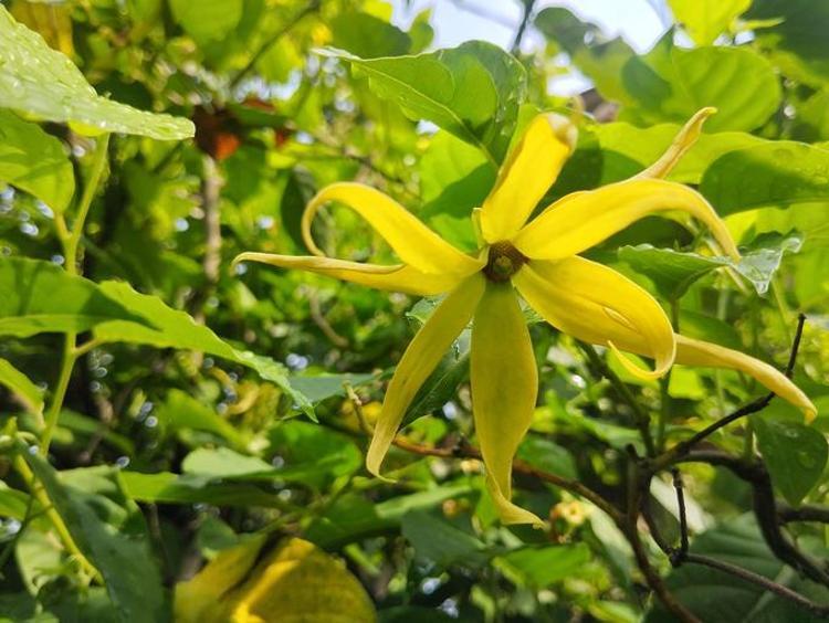 YLANG YLANG